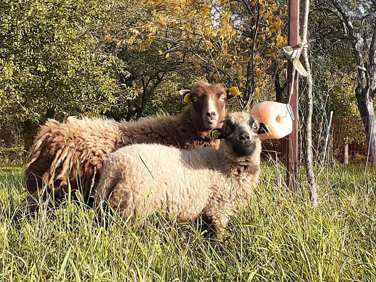 Pferdepension Jaeger Markranstädt Esterno foto